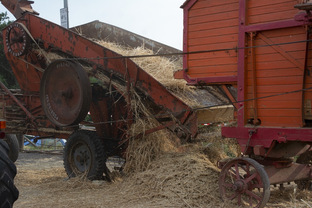 DSC 4016trebbiatura 2023